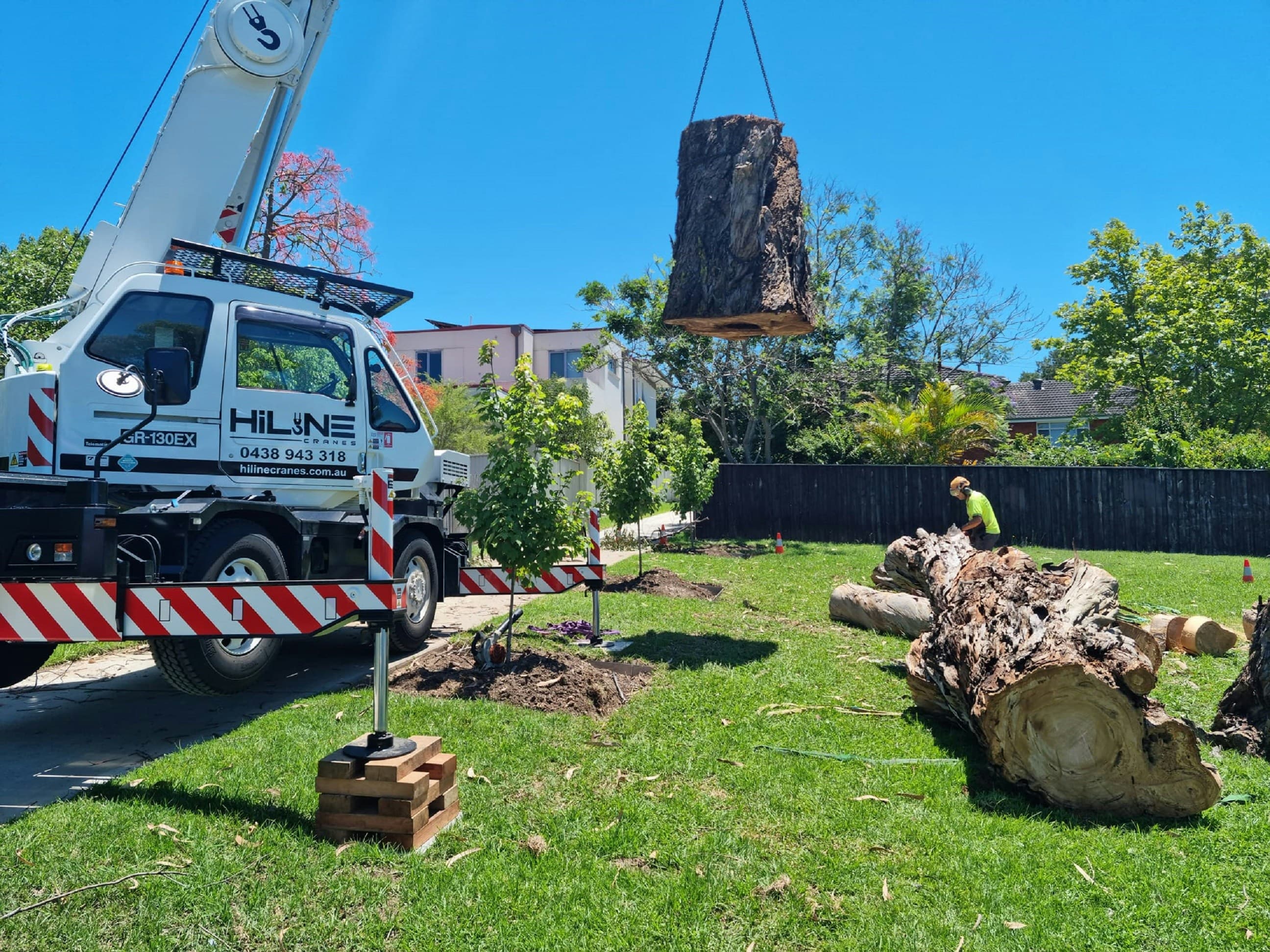 Professional tree removal service with crane in Laredo TX